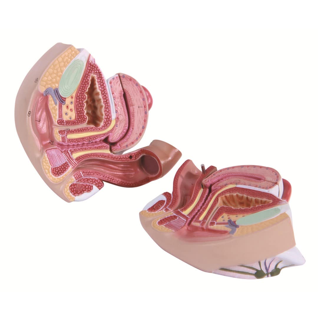 Reproductivr System Model Reproductive System Models YMM4007 - Ylemmed
