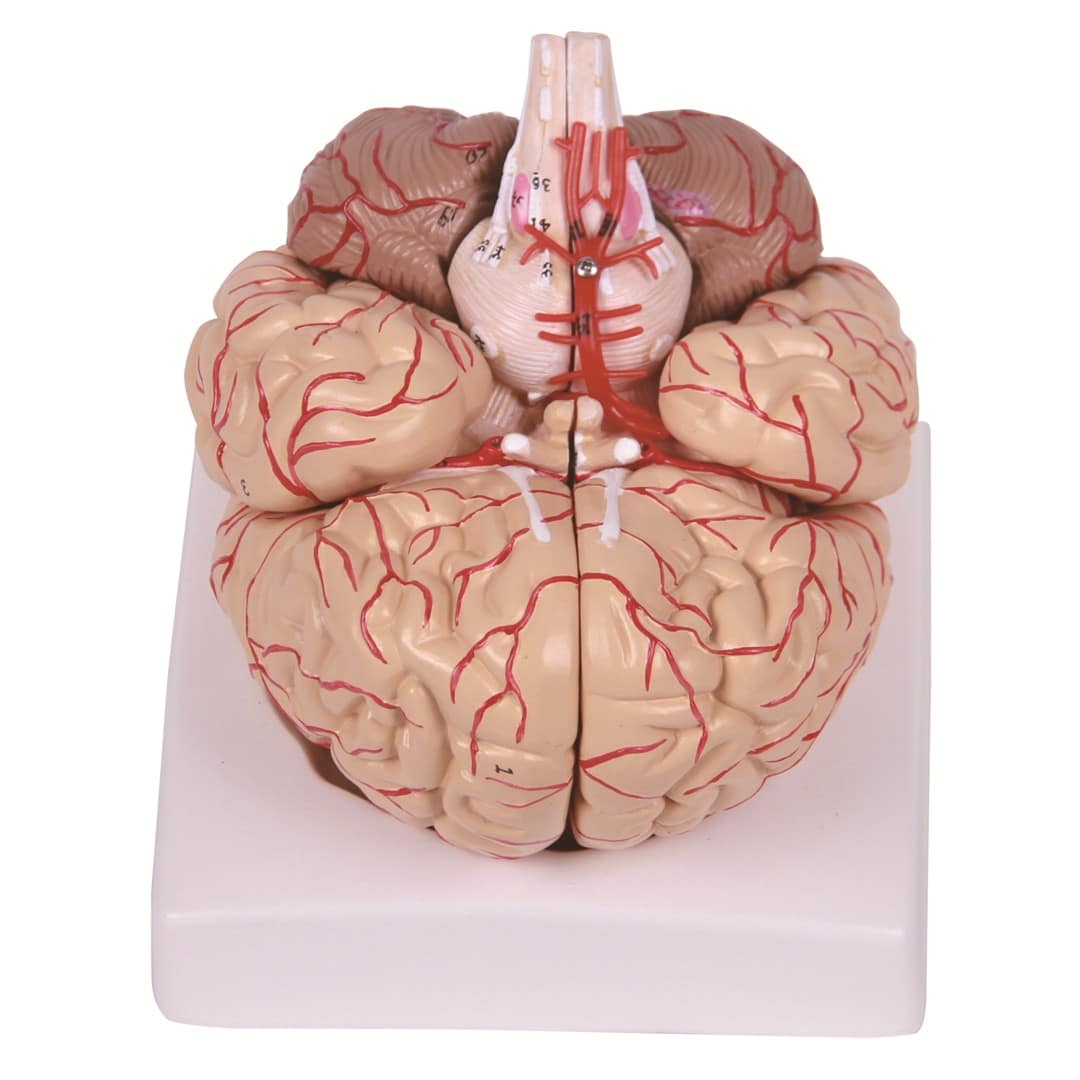 Nervous System Models YMM7008 - Ylemmed