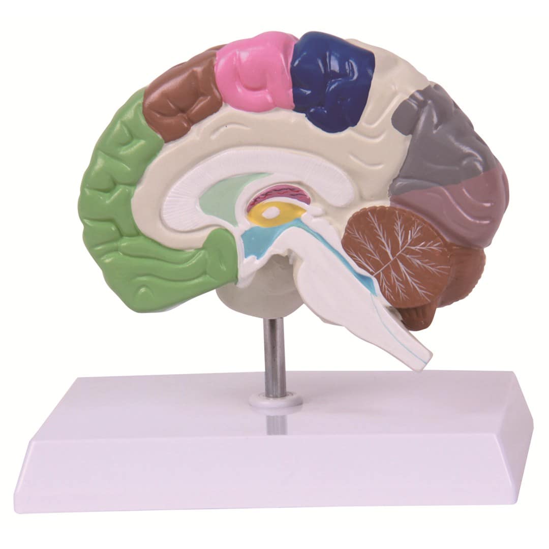 Nervous System Models YMM7013 - Ylemmed