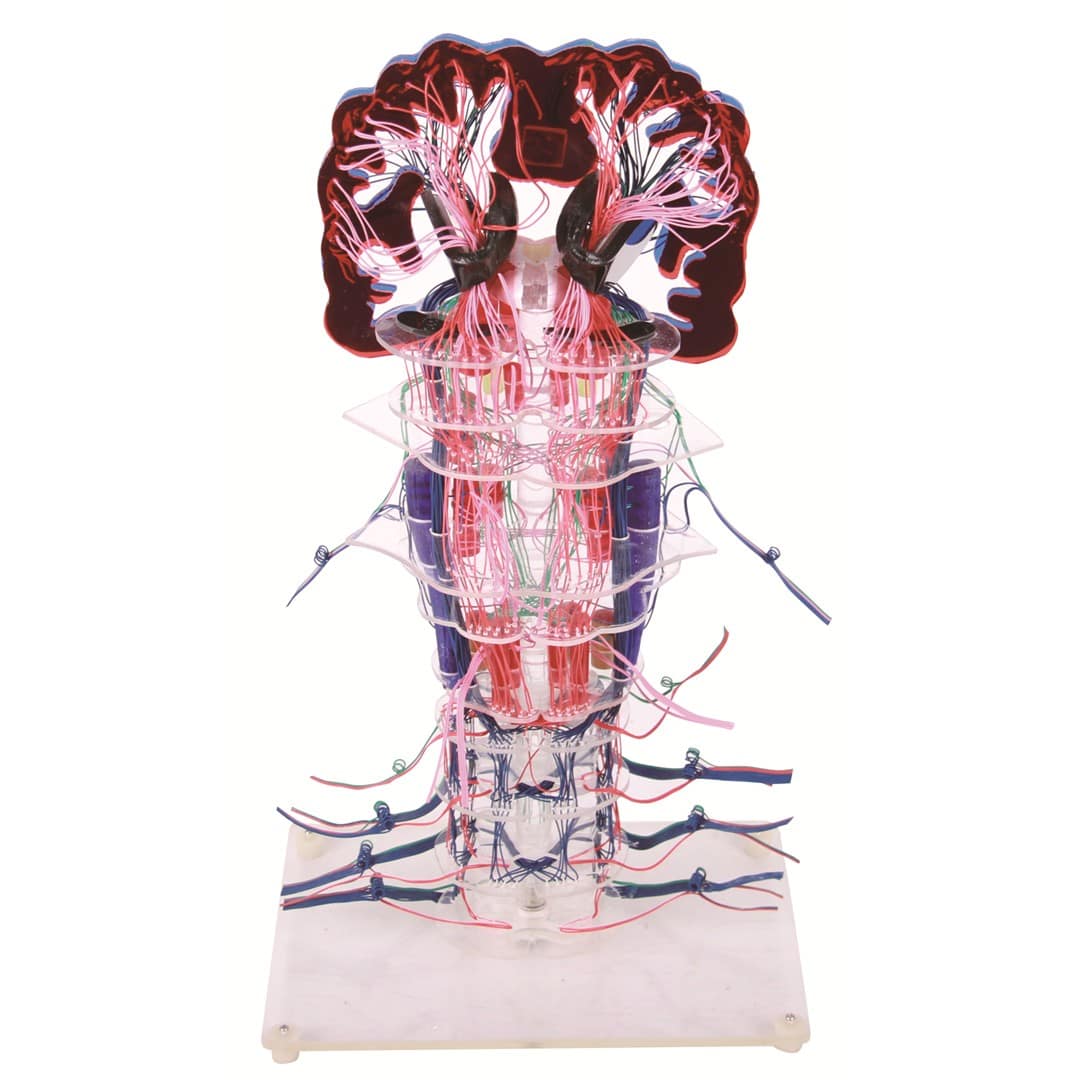 Nervous System Models YMM7045 - Ylemmed